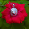 Zarkan 925 Silver Narasimha God Pendant With Chain