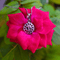 Zarkan 925 Silver OM Pendant With Chain