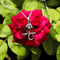 Silver 925 Flute Ganesha Pendant With Chain