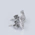 Zarkan Bold Buds Silver Studs